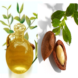 jojoba Seed oil