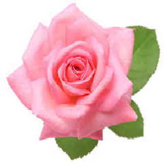 Rose Hydrosol