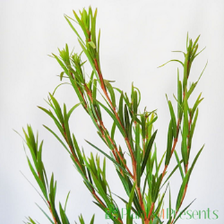 Tea Tree Hydrosol