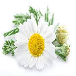 Chamomile Roman Hydrosol