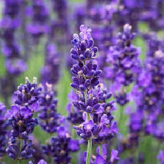 Lavender Hydrosol