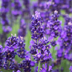 Lavender Hydrosol