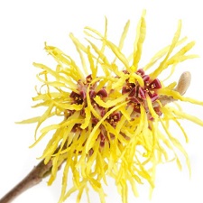 Witch Hazel Natural (Non Alcohol)
