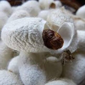 Silk Protein Hydrolyzed