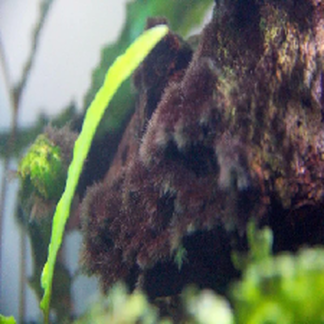 Black Algae Extract