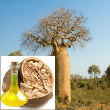 Virgin Baobab Oil Organic