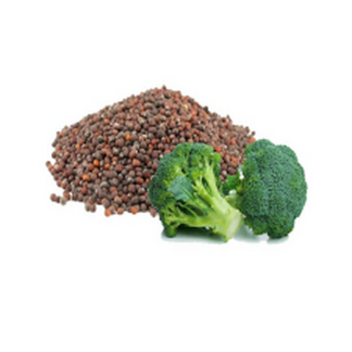 Virgin Broccoli Seed Oil Organic