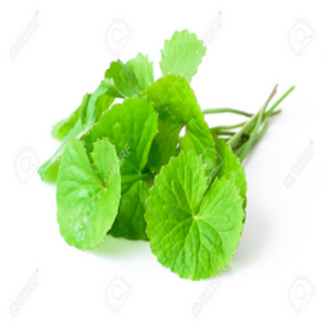 Gotu Kola