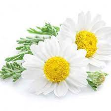 Chamomile flower