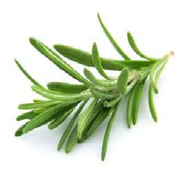 Rosemary Hydrosol